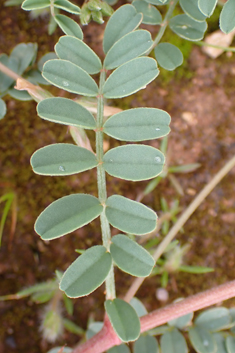 Spiny Sainfoin