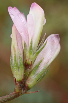 Spiny Sainfoin