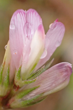 Spiny Sainfoin