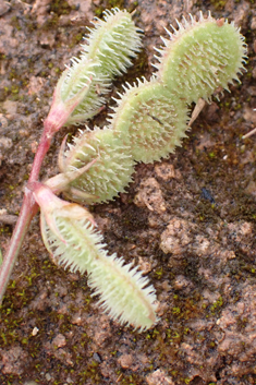 Spiny Sainfoin
