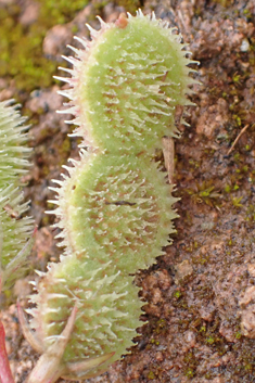 Spiny Sainfoin