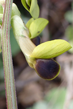 Black-eyed Vetch