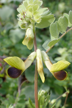 Black-eyed Vetch