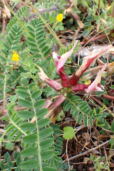 Corky Milk-vetch