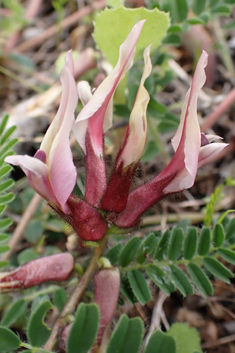 Corky Milk-vetch