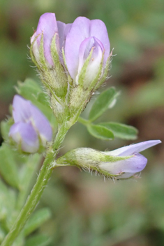 Biserrula pelecinus