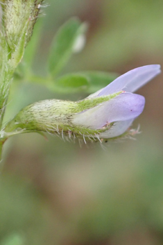 Biserrula pelecinus