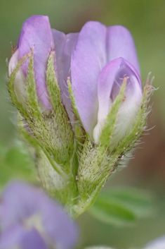 Biserrula pelecinus