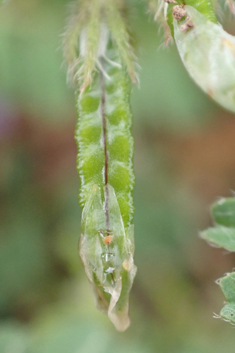 Biserrula pelecinus