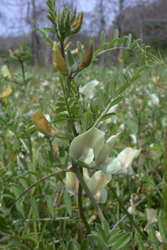 Large Yellow Vetch