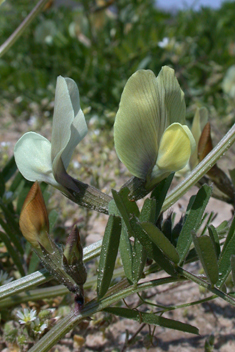 Large Yellow Vetch