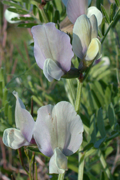 Large Yellow Vetch