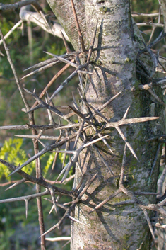 Honey Locust