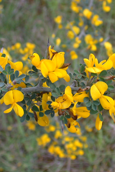 Hairy Spiny-broom