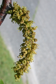 Honey Locust