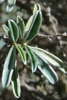 Anthyllis hermanniae