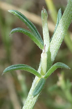 Genista acanthoclada