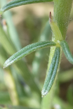 Genista acanthoclada