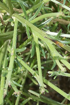 Genista acanthoclada