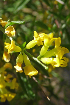 Anthyllis hermanniae