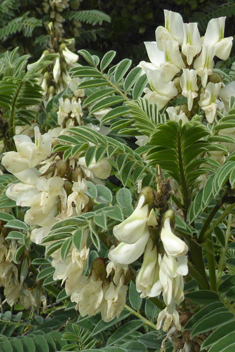 Shrubby Milk-vetch