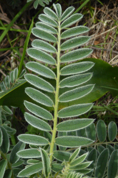 Shrubby Milk-vetch