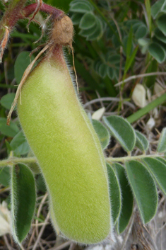 Shrubby Milk-vetch