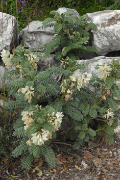 Shrubby Milk-vetch