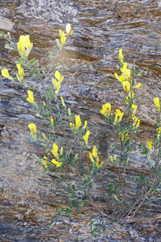 Chamaecytisus spinescens