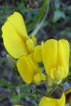 Chamaecytisus spinescens