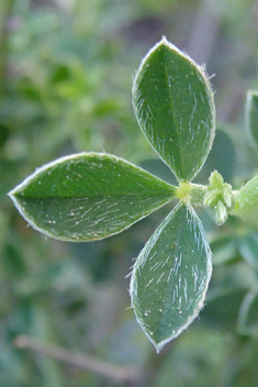 Chamaecytisus spinescens