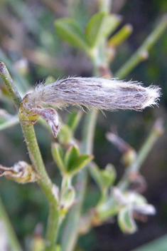 Chamaecytisus spinescens