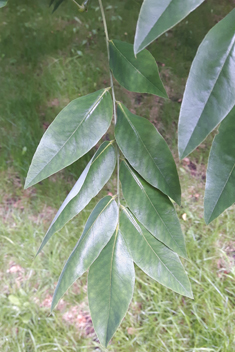 Japanese Pagoda Tree