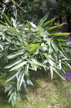 Japanese Pagoda Tree