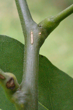 Japanese Pagoda Tree