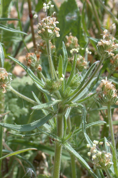 Glandular Plantain