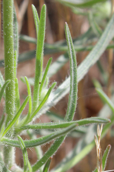 Branched Plantain