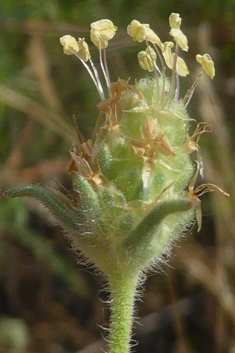 Branched Plantain