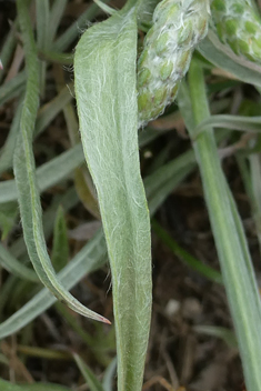 White Plantain