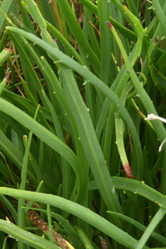 Thick-leaved Plantain