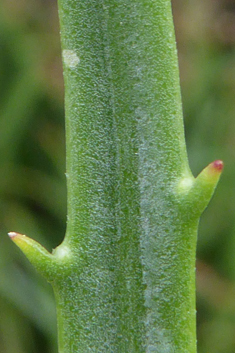 Thick-leaved Plantain