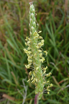 Thick-leaved Plantain