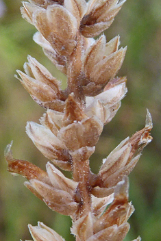 Thick-leaved Plantain