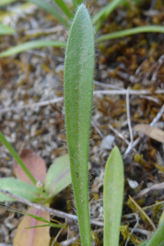 Bellard's Plantain