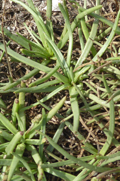 Thick-leaved Plantain