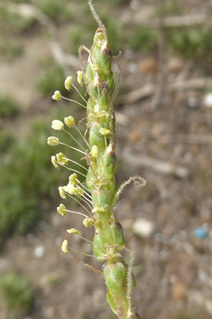 Thick-leaved Plantain