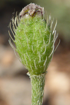 Mediterranean Poppy