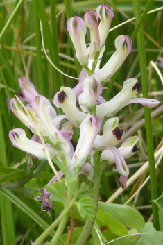 Judean Fumitory