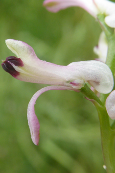 Judean Fumitory