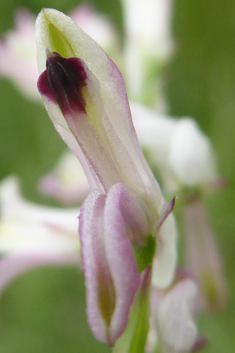 Judean Fumitory